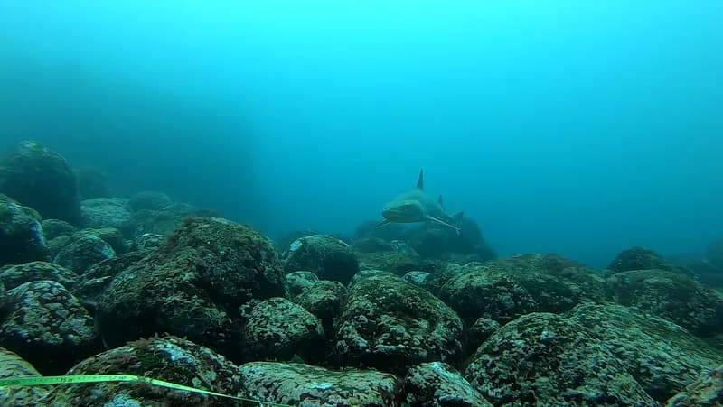 Houndshark (Mustelus albipinnis)
