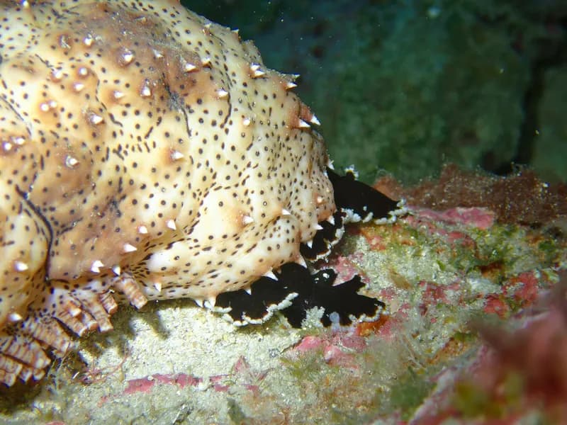 Blackmouth Sea Cucumber (Pearsonothuria graeffei)