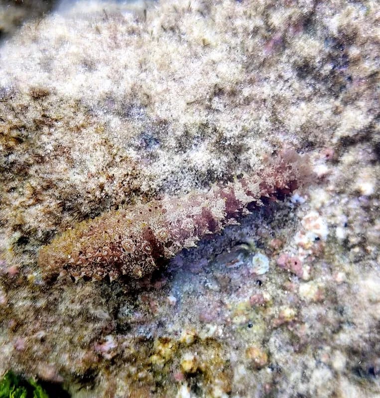 Impatient Sea Cucumber (Holothuria (Thymiosycia) impatiens)