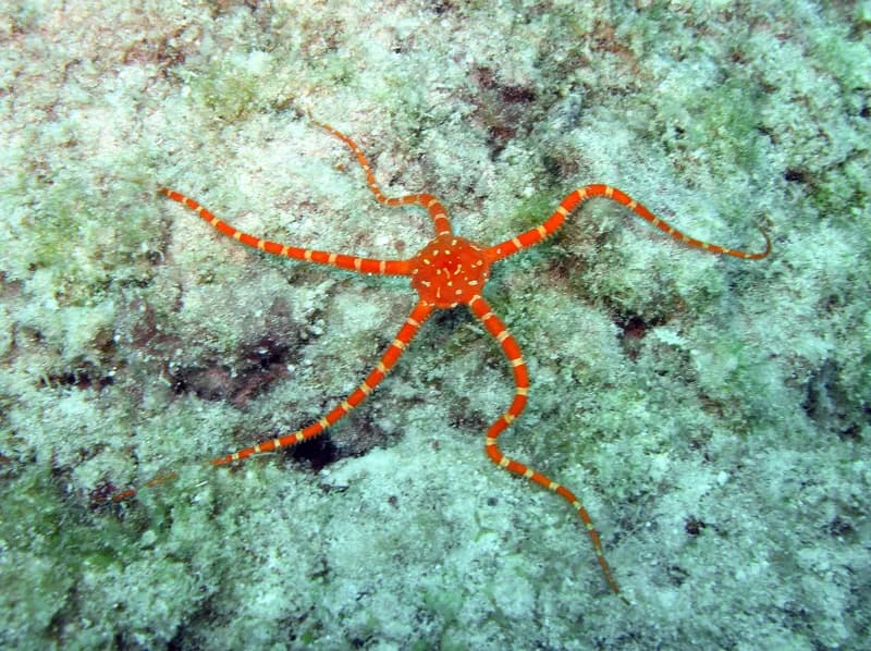 Ophioderma rubicundum