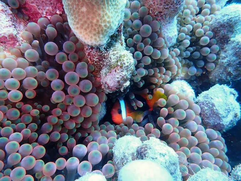 Clownfish (Amphiprion melanopus)