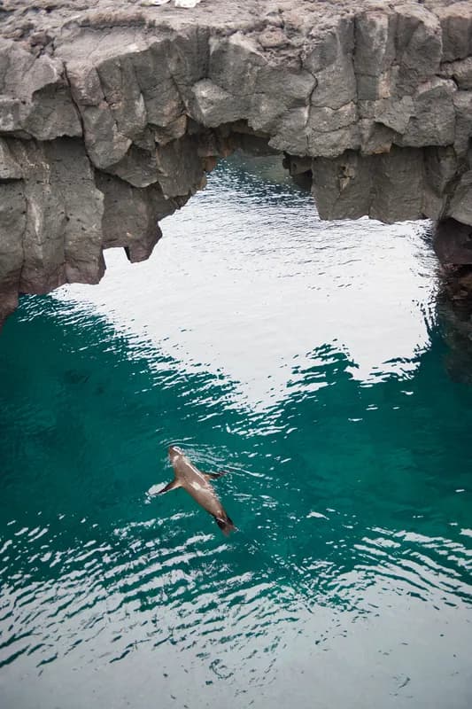 Galápagos Fur Seal (Arctocephalus galapagoensis)
