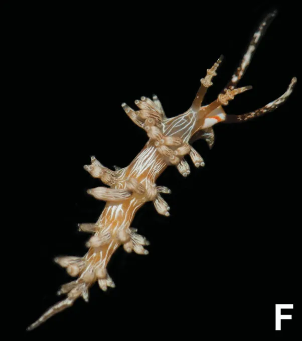 Cratena affinis