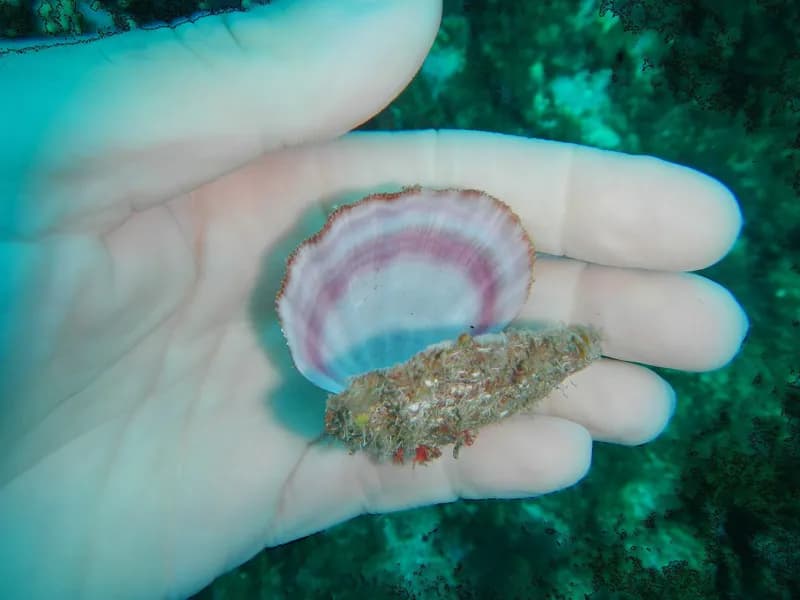 Cat's Paw Scallop (Manupecten pesfelis)