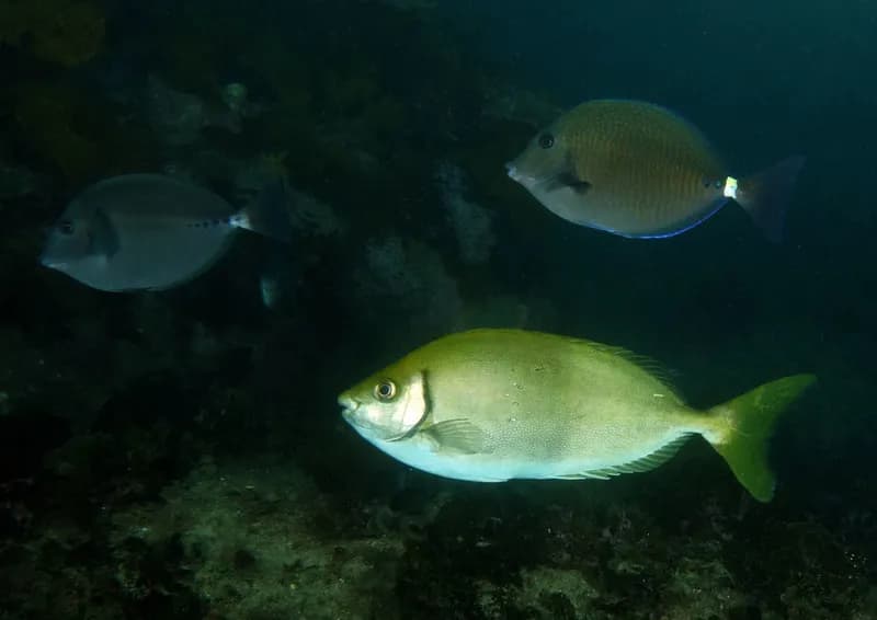 Mottled Spinefoot (Siganus fuscescens)