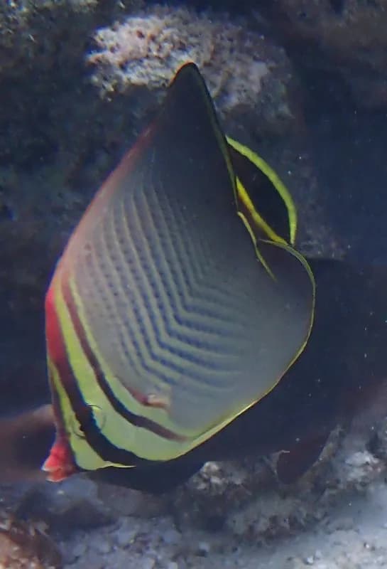 Triangle Butterflyfish (Chaetodon triangulum)