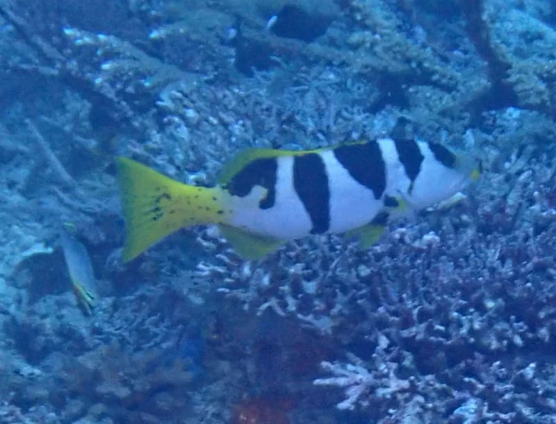 Blacksaddled Coralgrouper (Plectropomus laevis)