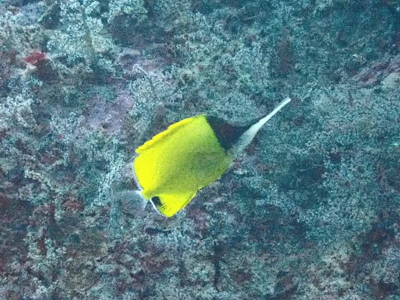 Longnose Butterflyfish (Forcipiger longirostris)