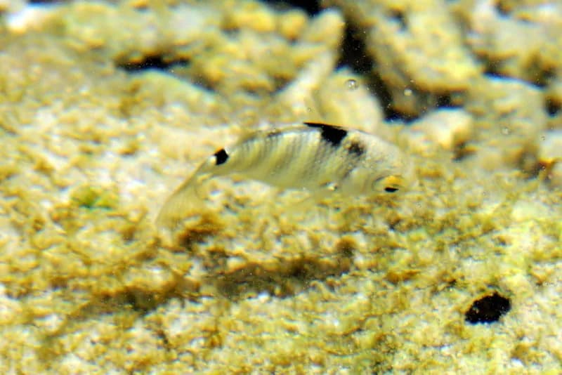 Banded Sergeant (Abudefduf septemfasciatus)