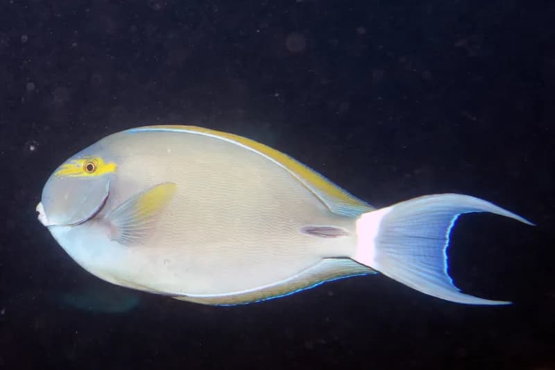 Finelined Surgeonfish (Acanthurus grammoptilus)