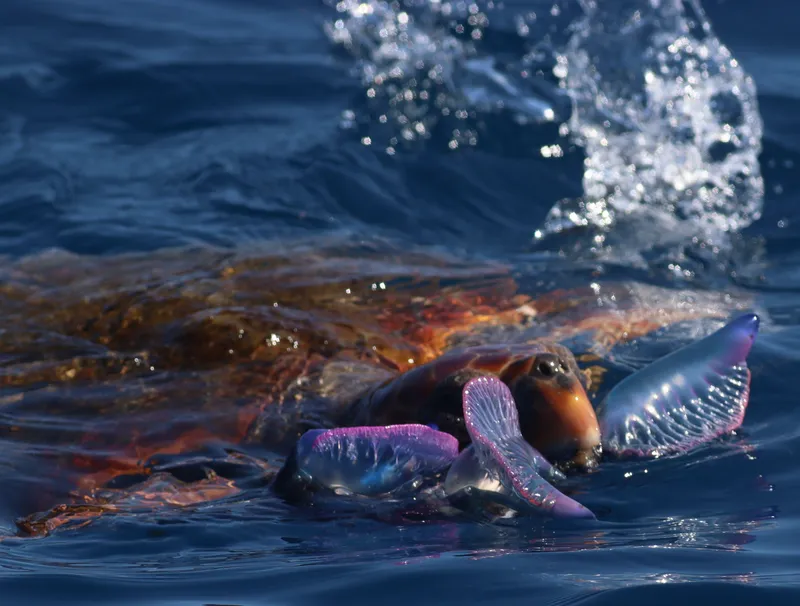 Loggerhead (Caretta caretta)