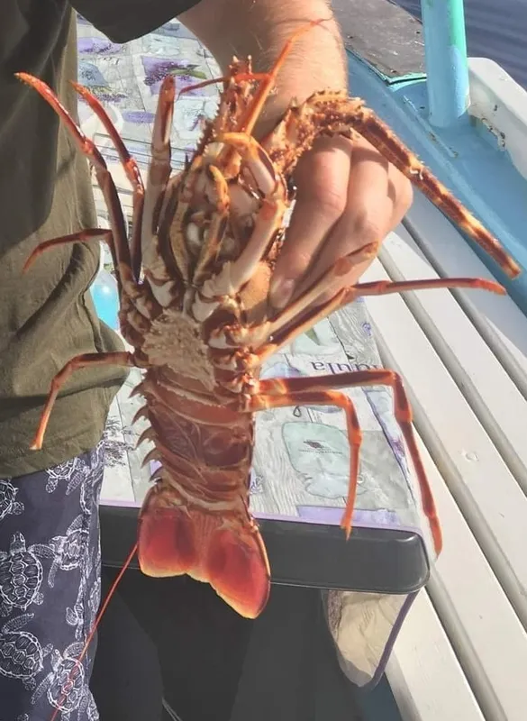 Common Crawfish (Palinurus elephas)