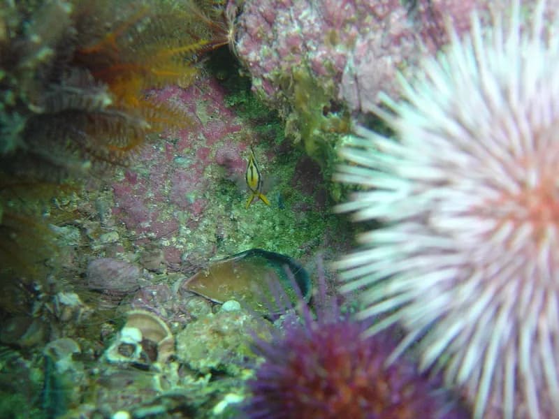 Doublesash Butterflyfish (Chaetodon marleyi)