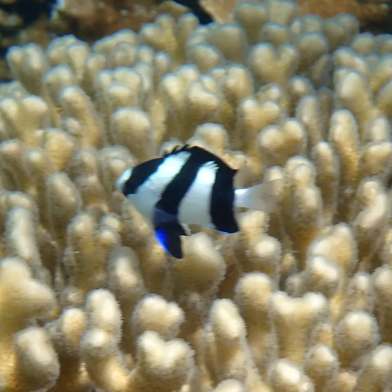 Banded Dascyllus (Dascyllus aruanus)