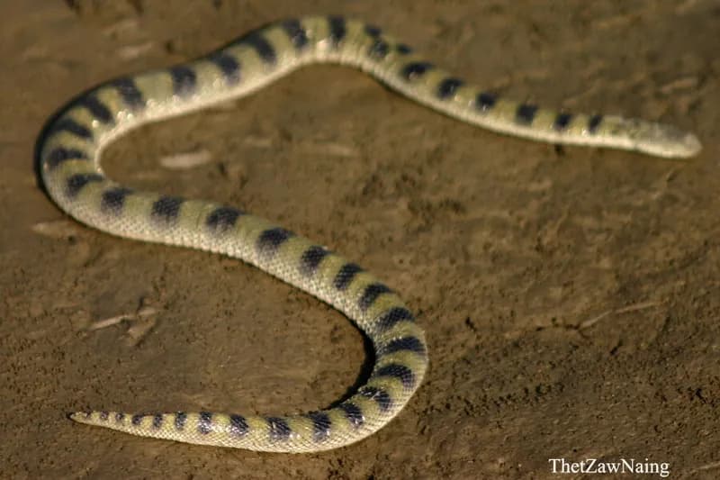 Bitia (Bitia hydroides)