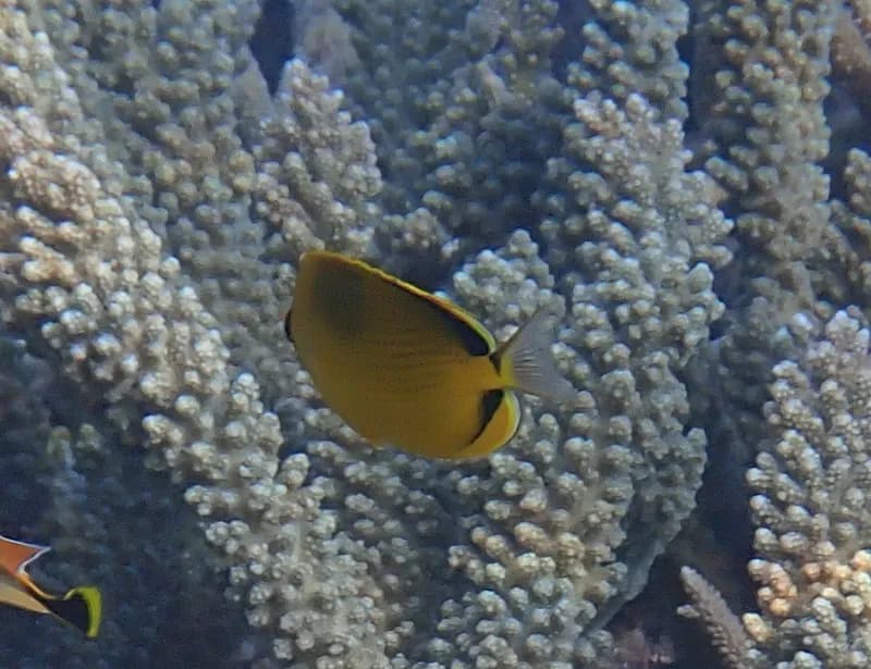 Decorated Butterflyfish (Chaetodon semeion)