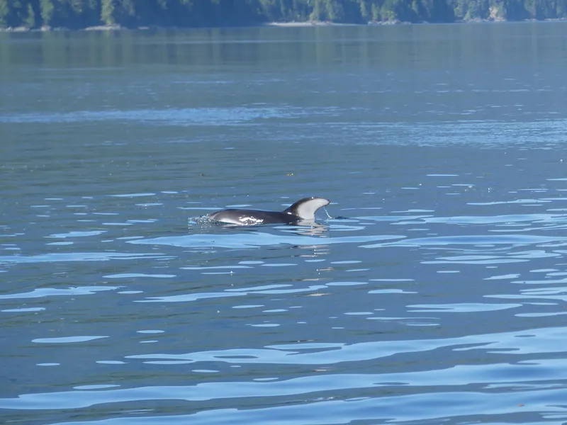 Pacific Striped Dolphin (Sagmatias obliquidens)