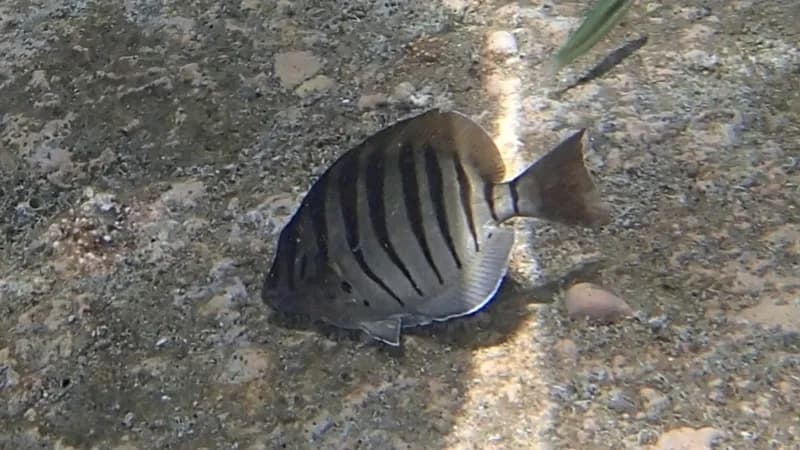 Black-Barred Surgeonfish (Acanthurus polyzona)