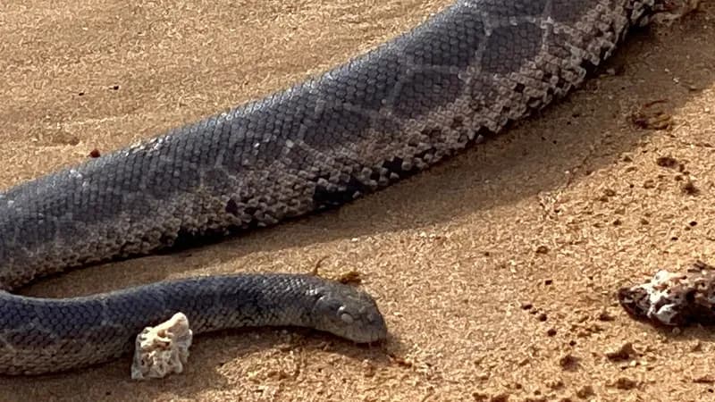 Czeblukov's Sea Snake (Hydrophis czeblukovi)