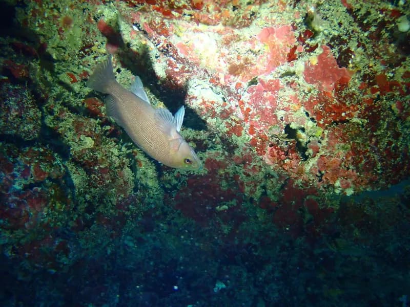 Breaksea Cod (Epinephelides armatus)