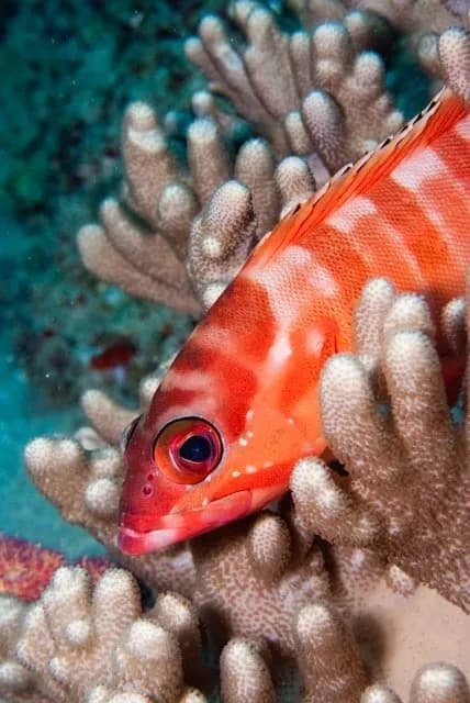 Blacktip Grouper (Epinephelus fasciatus)