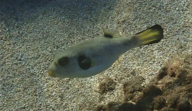 Narrow-Lined Toadfish (Arothron immaculatus)