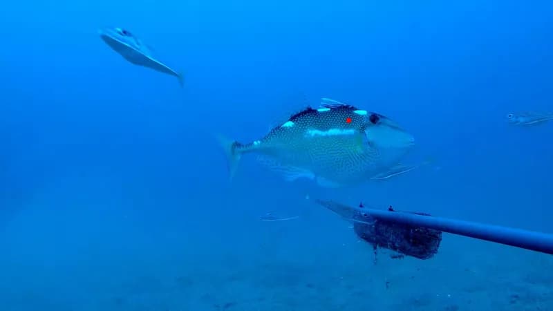 Flat-Tailed Trigger-Fish (Abalistes stellatus)