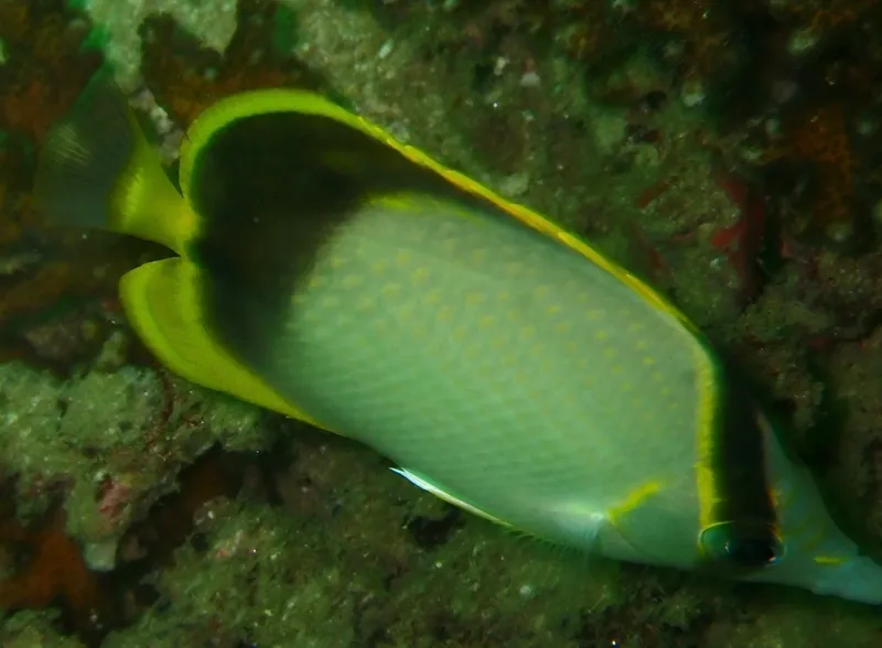 Gardiner's Butterflyfish (Chaetodon gardineri)