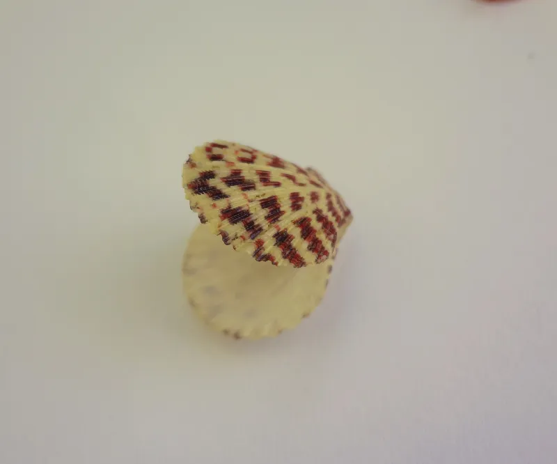 Ornate Scallop (Caribachlamys ornata)
