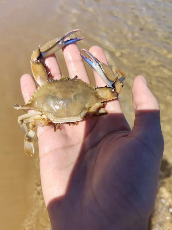 Callinectes ornatus