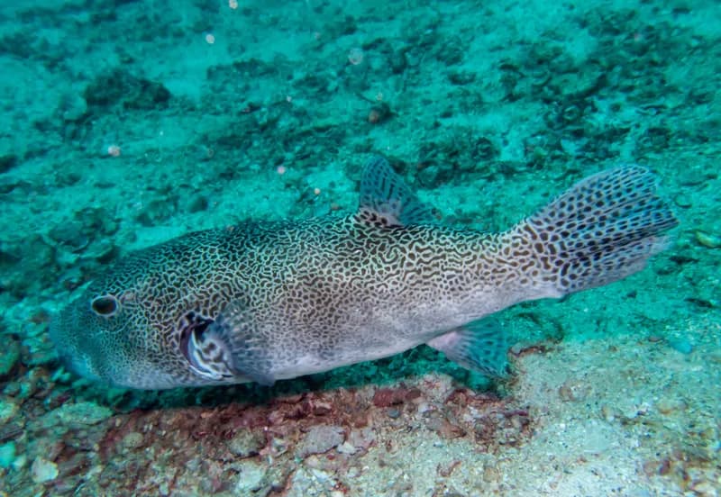 Blackspotted Puffer (Arothron stellatus)