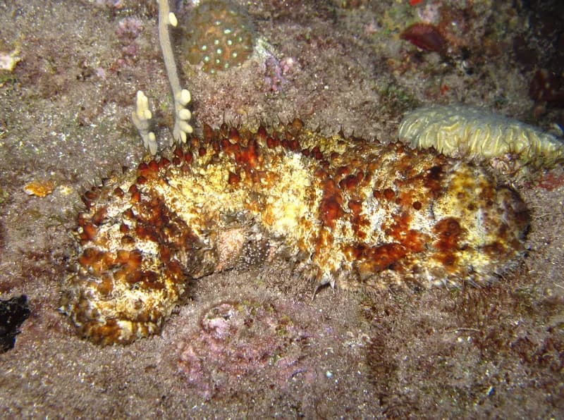Actinopyga agassizii