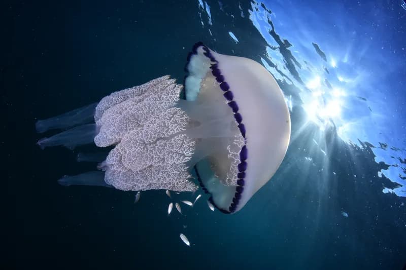 Barrel Jellyfish (Rhizostoma pulmo)