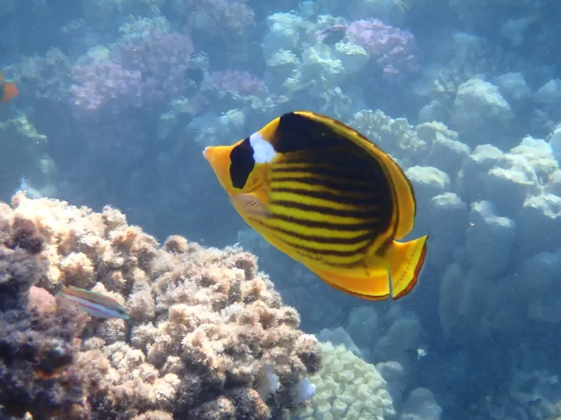 Diagonal Butterflyfish (Chaetodon fasciatus)