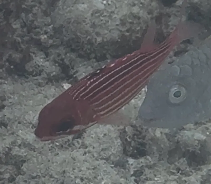 Sargocentron coruscum