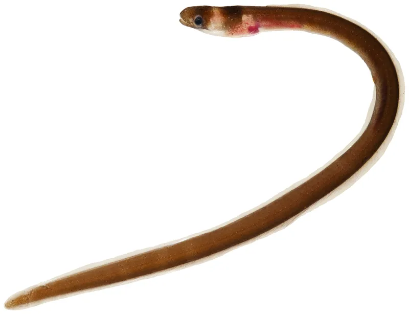 Collared Eel (Kaupichthys nuchalis)