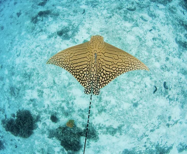Ornate Eagle Ray (Aetomylaeus vespertilio)