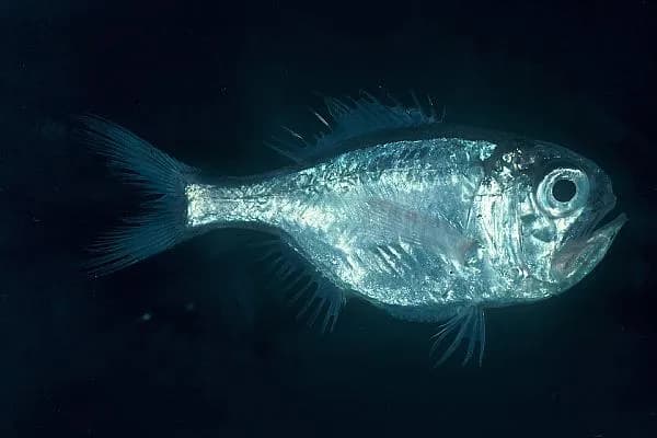 Rough-Fish (Hoplostethus mediterraneus)