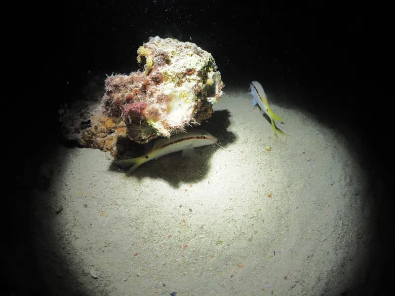 Forsskal's Goatfish (Parupeneus forsskali)