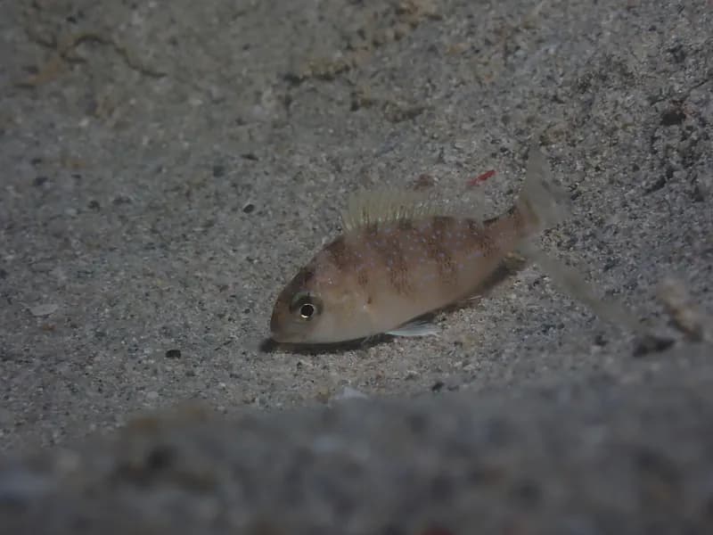 Common Seabream (Pagrus pagrus)