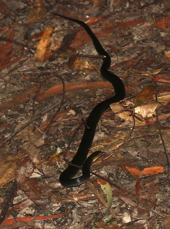 Black-Bellied Swamp Snake (Hemiaspis signata)