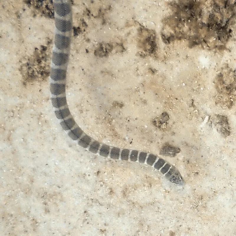 Ornate Reef Seasnake (Hydrophis ornatus)