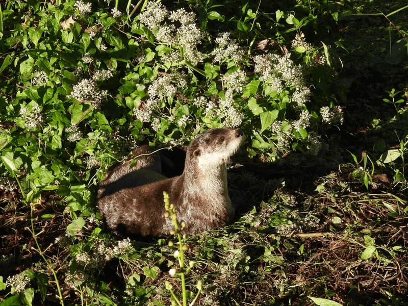 North American River Otter (Lontra canadensis)