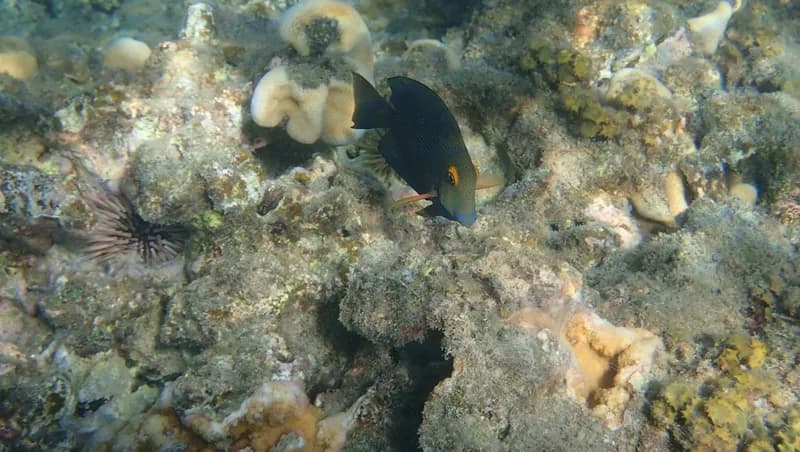 Spotted Surgeonfish (Ctenochaetus strigosus)