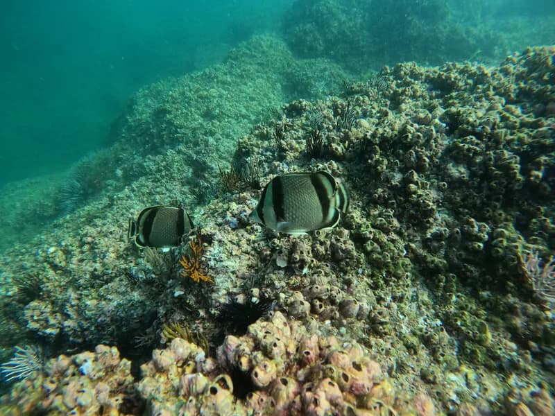 Threebanded Butterflyfish (Chaetodon humeralis)