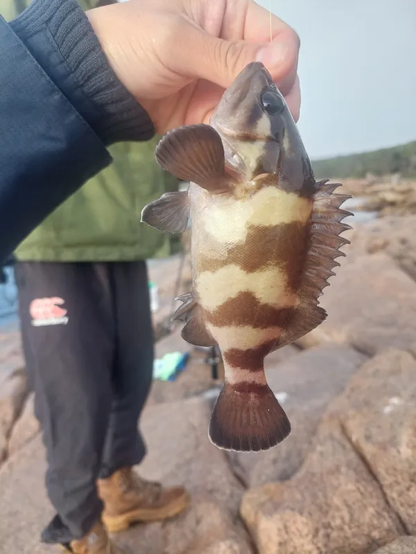 Western Wirrah (Acanthistius serratus)