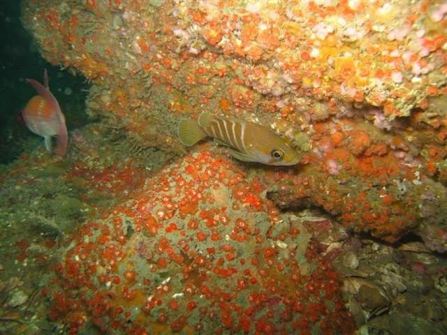 Argentine Seabass (Acanthistius brasilianus)