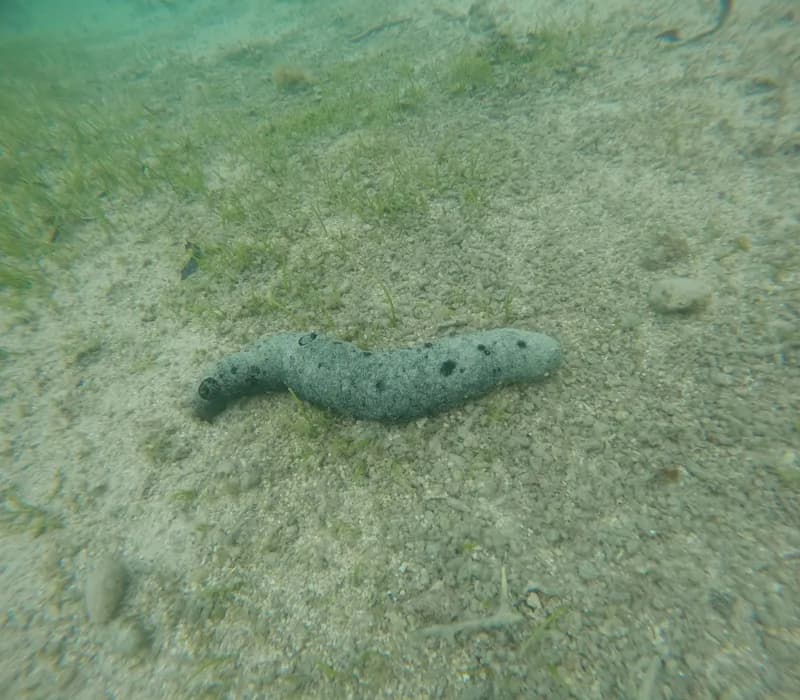 Holothuria atra