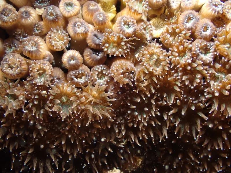 Caespitose Tube Coral (Cladocora caespitosa)