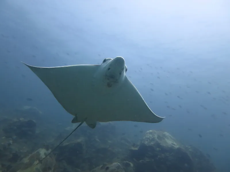 Ocellate Eagle Ray (Aetomylaeus milvus)